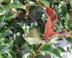 Photinia 'Magical Volcano' - 'Kolmavoca'