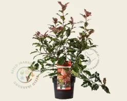 Photinia 'Magical Volcano' - 'Kolmavoca'