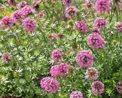Phuopsis stylosa
