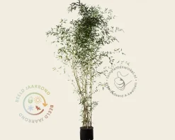 Phyllostachys aureosulcata 'Spectabilis'
