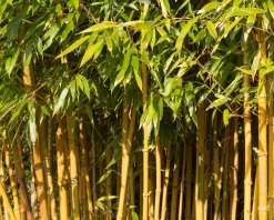 Phyllostachys aureosulcata 'Spectabilis'