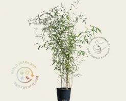 Phyllostachys aureosulcata 'Spectabilis'