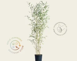 Phyllostachys aureosulcata 'Spectabilis'
