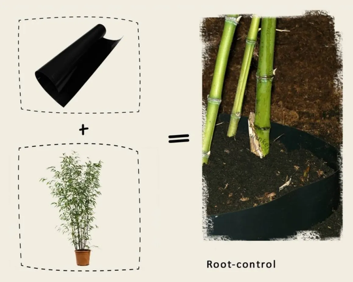 Phyllostachys nigra