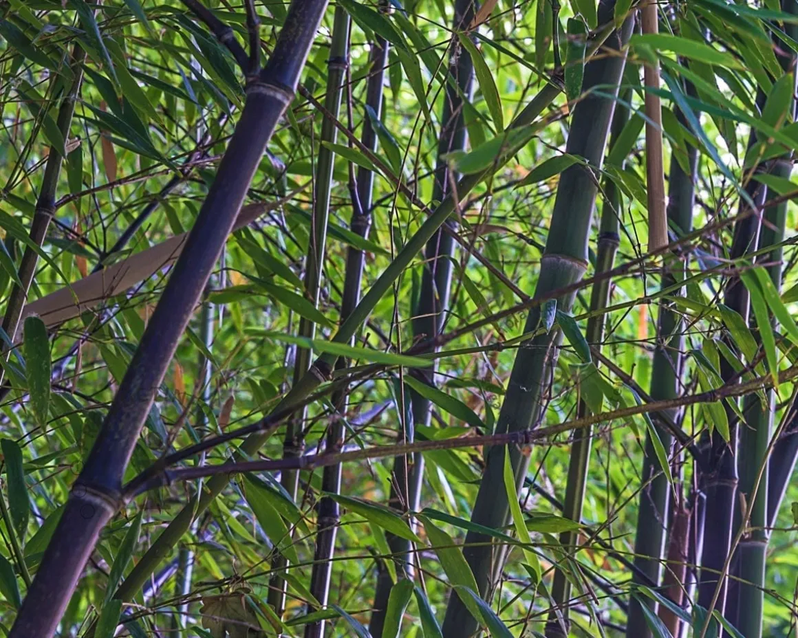 Phyllostachys nigra