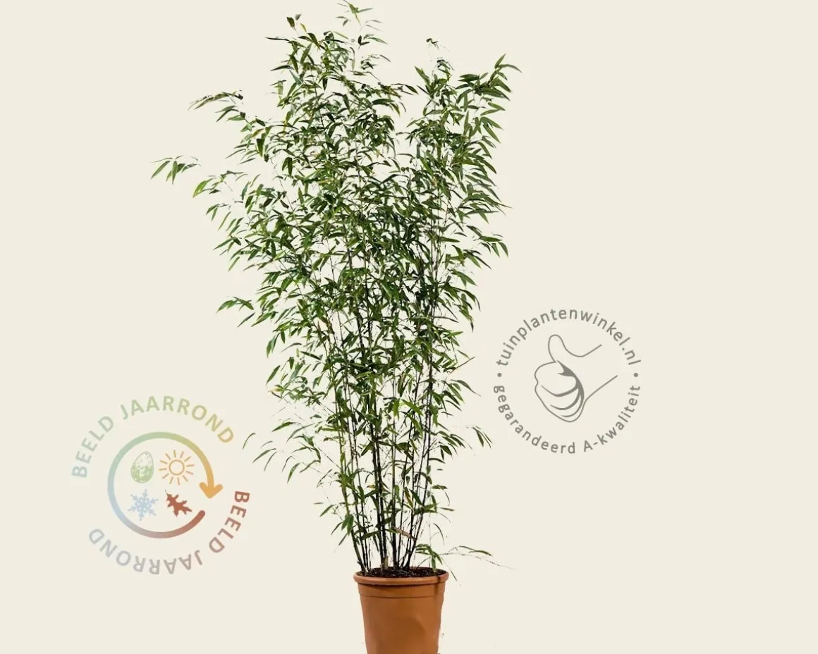 Phyllostachys nigra