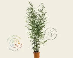 Phyllostachys nigra
