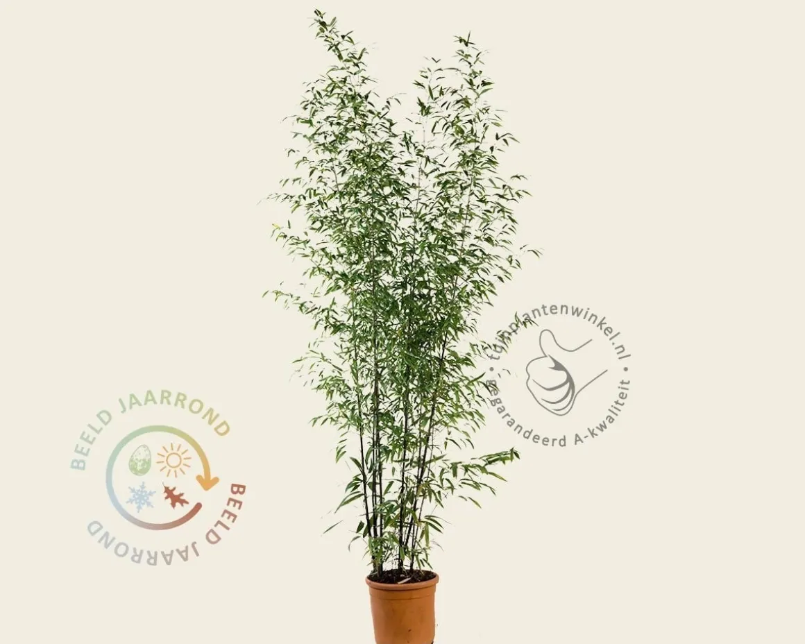 Phyllostachys nigra