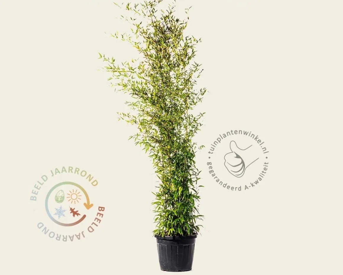 Phyllostachys nigra