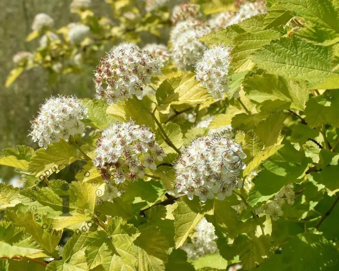 Physocarpus opulifolius 'Dart's Gold' - XL