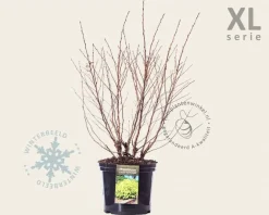 Physocarpus opulifolius 'Dart's Gold' - XL