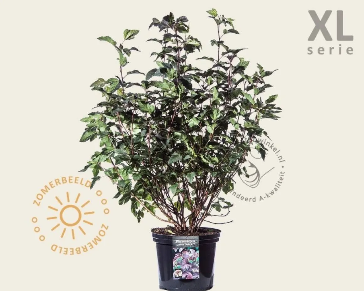 Physocarpus opulifolius 'Diabolo' - XL