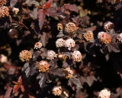 Physocarpus opulifolius 'Lady in Red' - XL