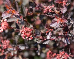 Physocarpus opulifolius 'Little Devil' - XL