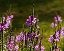 Physostegia virginiana 'Bouquet Rose'