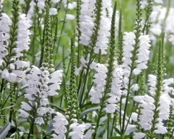 Physostegia virginiana 'Summer Snow'