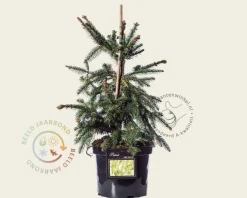 Picea abies 'Acrocona' - 40/50