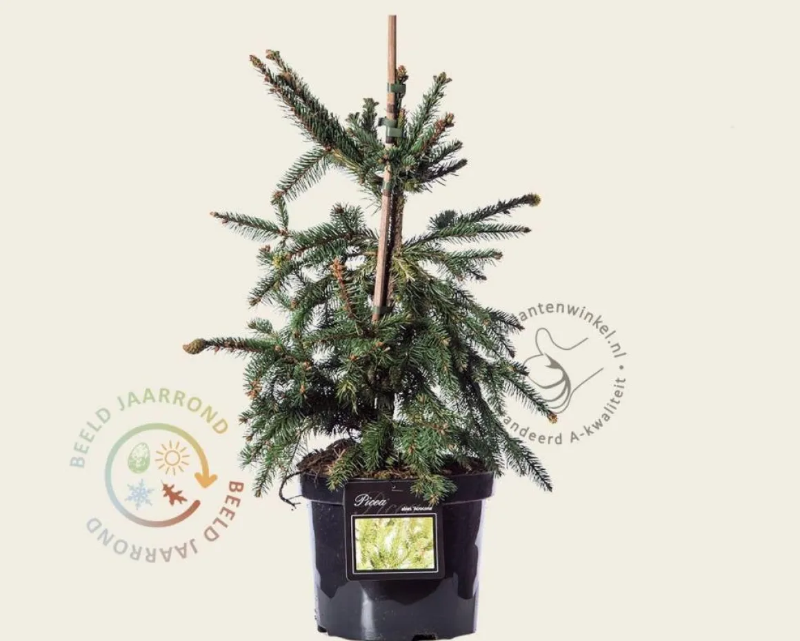 Picea abies 'Acrocona' - 40/50