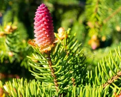 Picea abies 'Acrocona'
