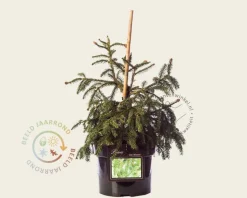 Picea abies 'Acrocona'
