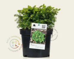Picea abies 'Little Gem'