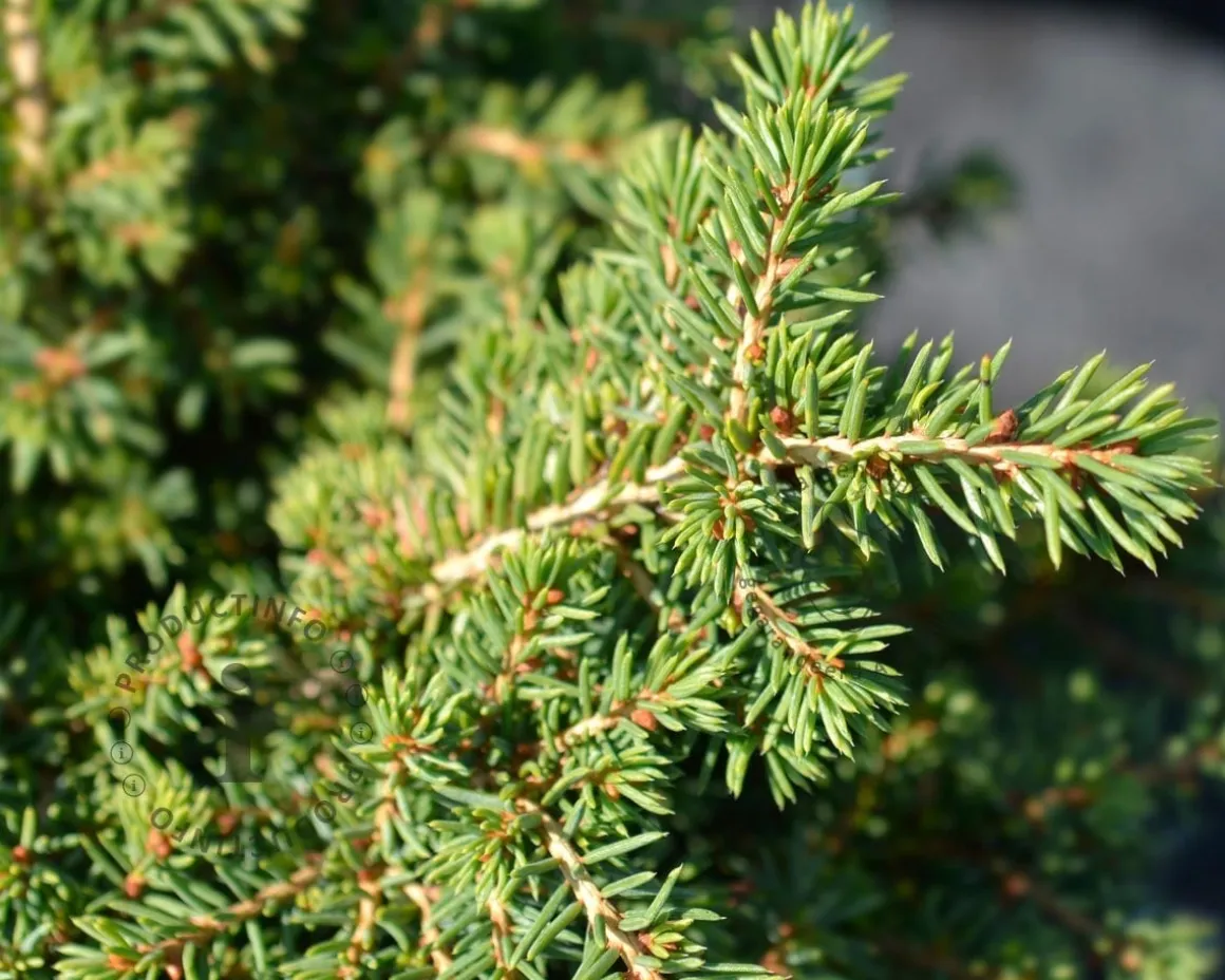 Picea abies 'Little Gem'