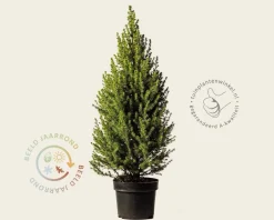 Picea glauca 'Conica'