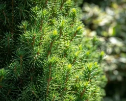 Picea glauca 'Conica'