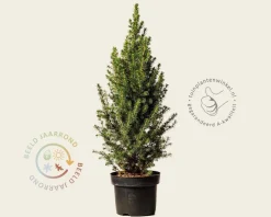 Picea glauca 'Conica'