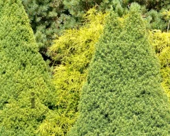 Picea glauca 'Conica'