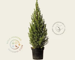 Picea glauca 'Conica'