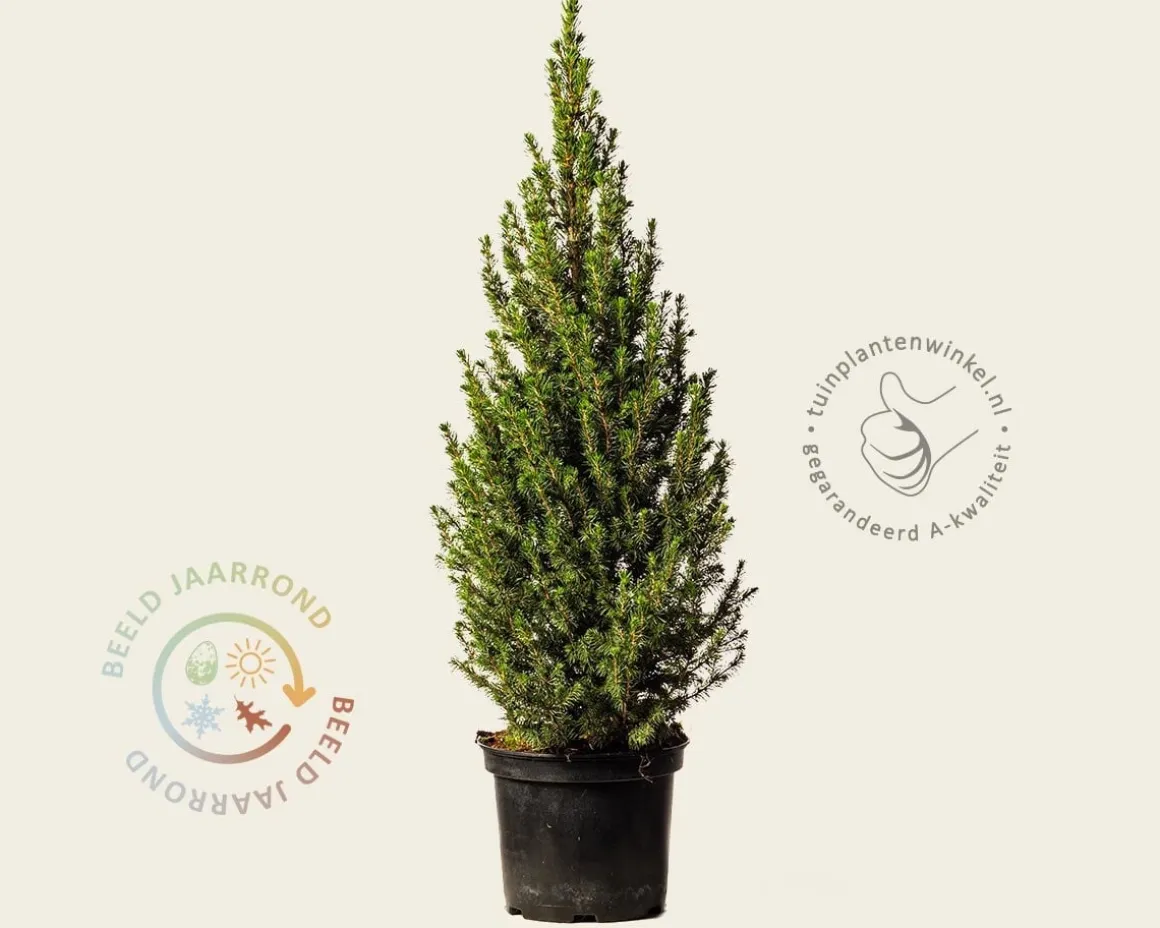 Picea glauca 'Conica'