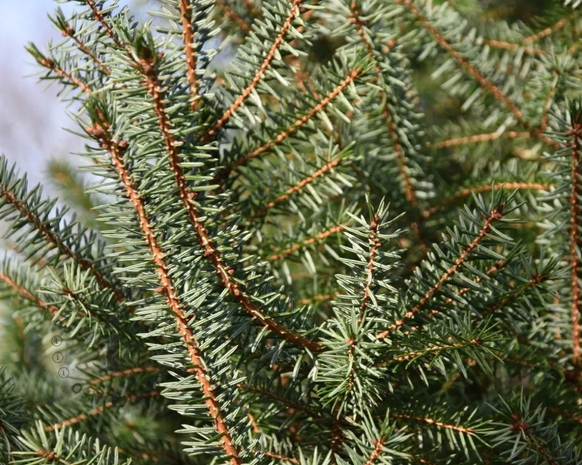 Picea omorika - in pot