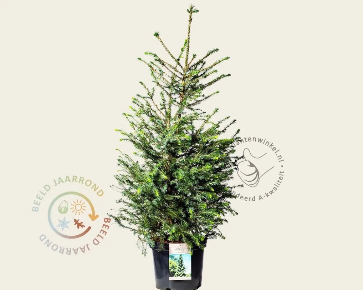 Picea omorika - in pot