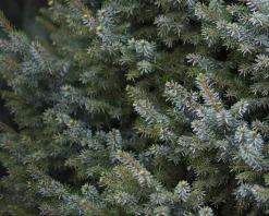 Picea omorika 'Nana'