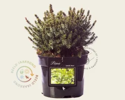 Picea omorika 'Nana'