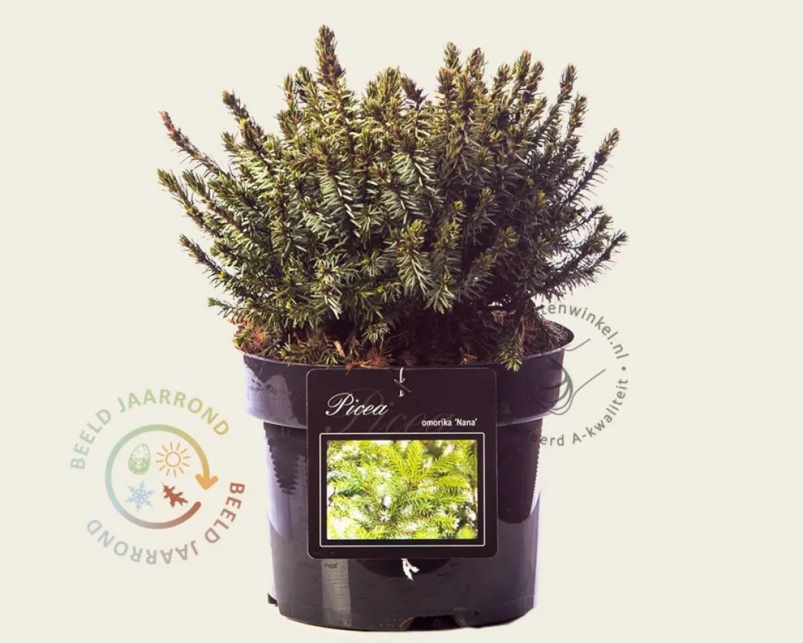 Picea omorika 'Nana'