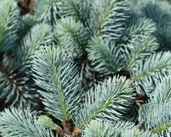 Picea pungens 'Glauca Globosa'