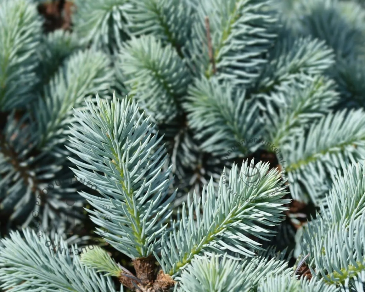 Picea pungens 'Glauca Globosa'