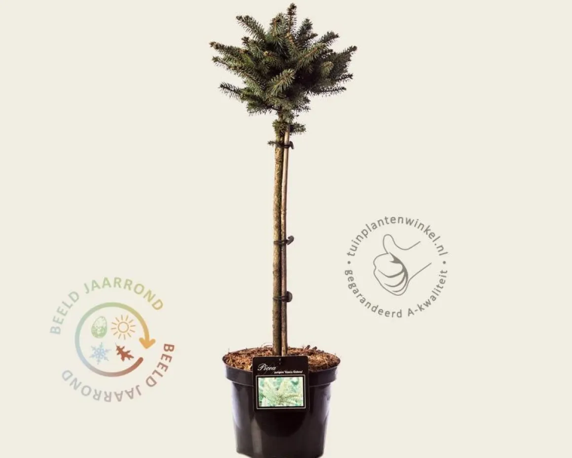 Picea pungens 'Glauca Globosa - 40 cm stam