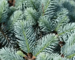 Picea pungens 'Glauca Globosa - 40 cm stam