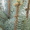 Picea pungens 'Iseli Fastigiate'