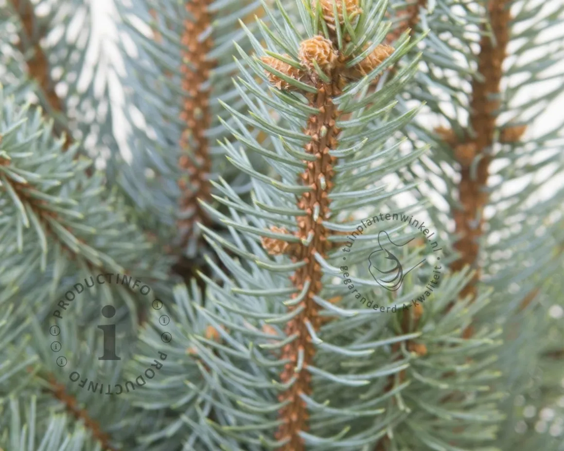 Picea pungens 'Iseli Fastigiate'