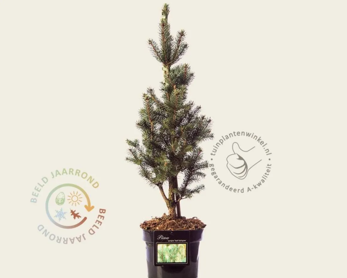Picea pungens 'Iseli Fastigiate'