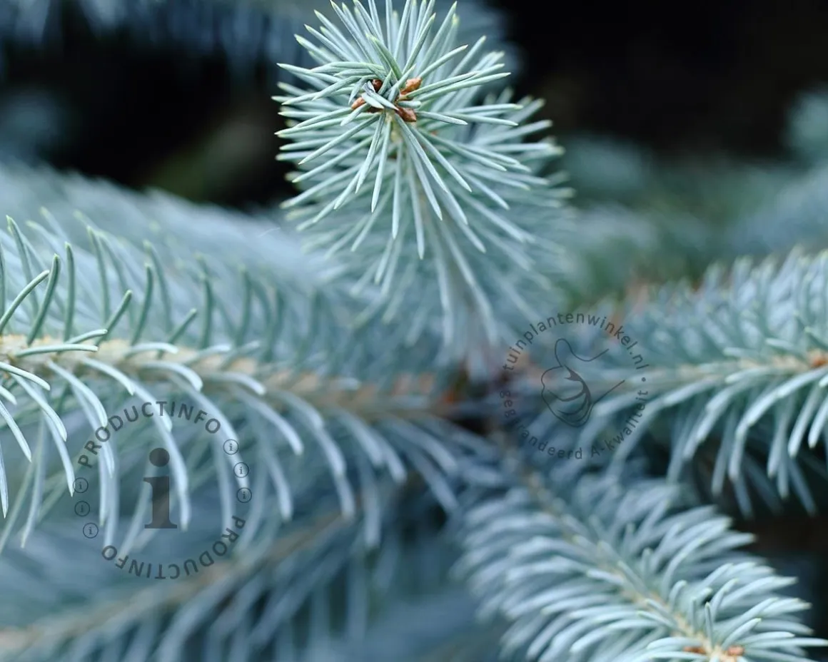 Picea pungens 'Koster' 30/40