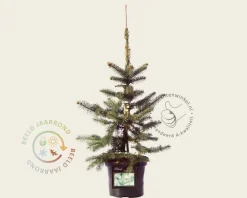 Picea pungens 'Oldenburg'