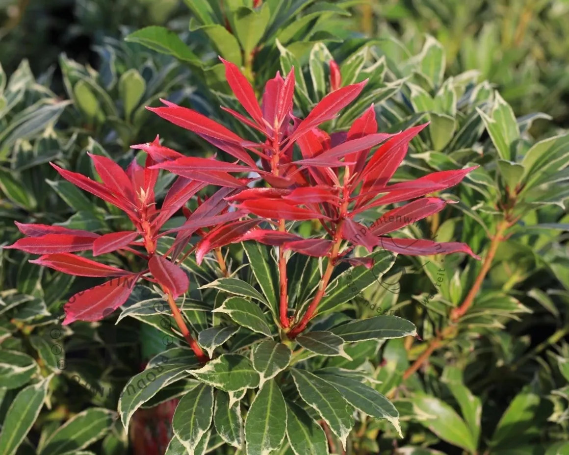 Pieris japonica 'Carnaval'