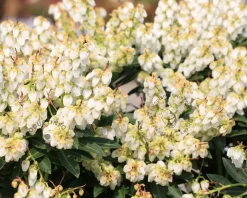 Pieris japonica 'Debutante'