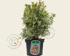 Pieris japonica 'Little Heath'