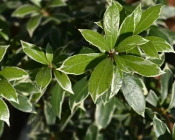 Pieris japonica 'Little Heath'